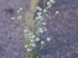 Weiße Wildblumen wachsen aus einer kargen, dunklen Bodenfläche